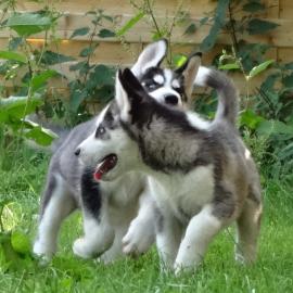 2 s��e Siberian Husky Welpen