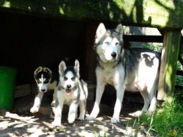 2 s��e Siberian Husky Welpen