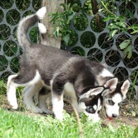 2 s��e Siberian Husky Welpen