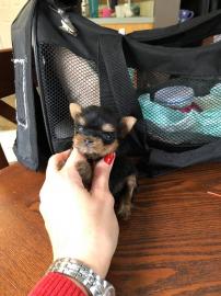 Entz?ckende herausragende Yorkies-Welpen
