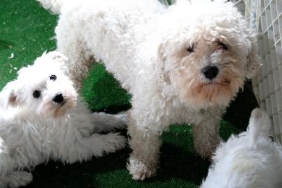 Sch?ne Bichon Pommes Welpen sind jetzt f