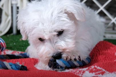 Sch?ne Bichon Pommes Welpen sind jetzt f