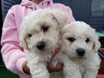 Sch?ne Bichon Pommes Welpen sind jetzt f