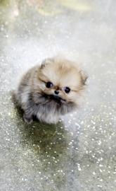 Pomeranian Welpen, m�nnlich