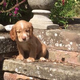 Cocker Spaniel Welpen