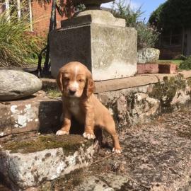 Cocker Spaniel Welpen