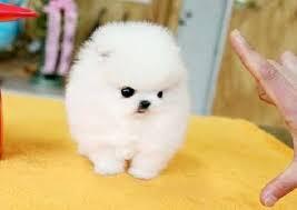 Pomeranian Zwergspitz sucht ein neues Zu