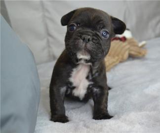 Reinrassige franz?sische Bulldogge Welpe