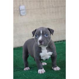 American Pitbull-Welpen (Blueline)