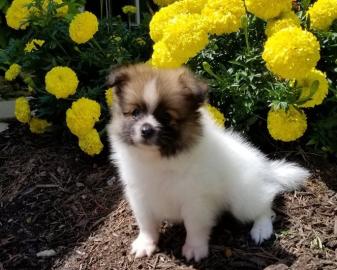 Beautiful Pomeranian puppies