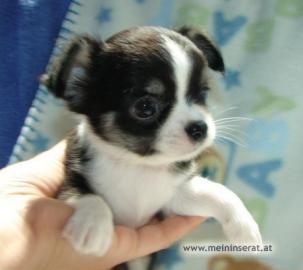 Teacup Chihuahua Welpen !! Absolute Mini