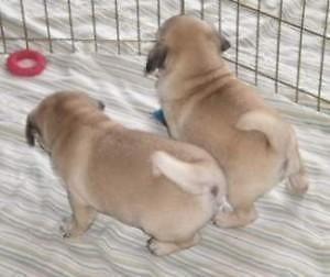 liebenswerte fawnfarbene Mops - Welpen