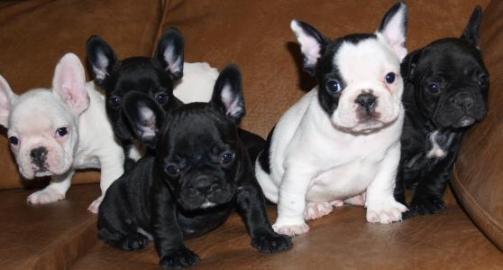 Franz�sische Bulldoggen Welpe Blau Schec