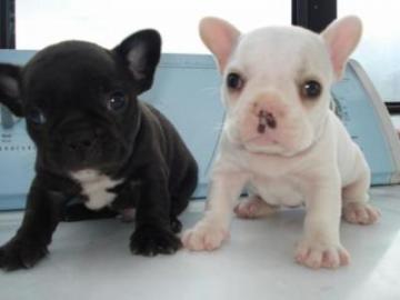 Franz�sische Bulldoggen Welpe Blau Schec