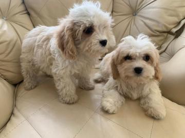 Schattige Cavachon-Welpen