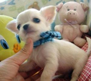 Langhaar. Superkleine Chihuahua und Chihu