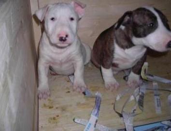 Bullterrier Welpen (FCI/VDH/DCBT Ahnenta