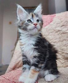 Maine-Coon-K�tzchen zu adoptieren.  Whats