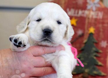 Golden Retriever Welpen,. 
