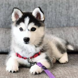 reinrassiger Siberian Husky