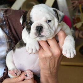 Englisch Bulldogge Welpen zur Verf?gun