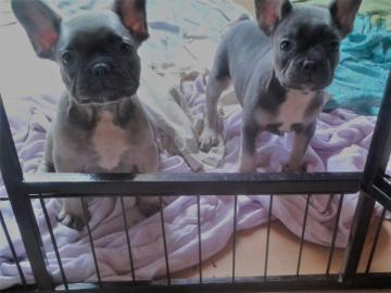 Franz?sische Bulldoggen Welpen