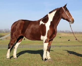 sch?ne Quarter Horse Stute