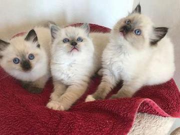 Wundersch?ne Ragdoll K?tzchen. WhatsApp +