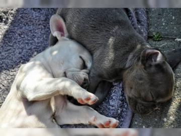 Franz�sische Bulldogge Welpen