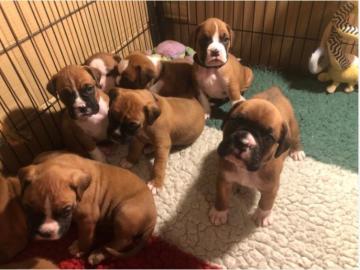 Boxer Welpen bereit zu gehen