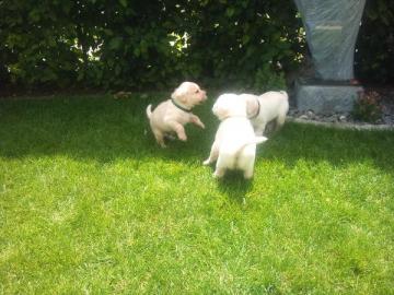 Labrador Mix Welpen schwarz sind umzugs
