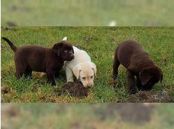 Labrador Retriever Welpen verkaufen