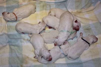 Wei�er Schweizer Sch�ferhund Welpen Pap. 