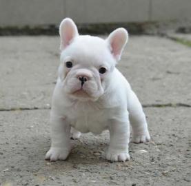 Englische Bulldoggenwelpen