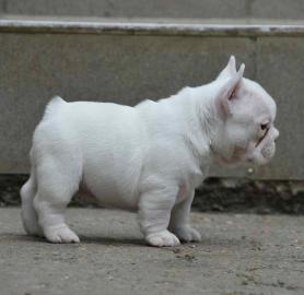 Englische Bulldoggenwelpen