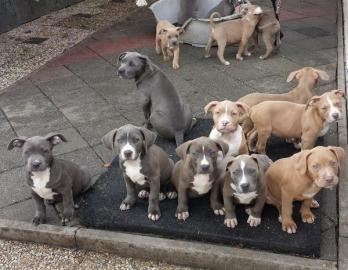pitbull Welpen, G�strow