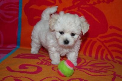 S��es bolonka m�dchen sucht neuen kusche