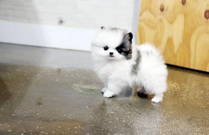 Toy Pom Welpen (Pommern)