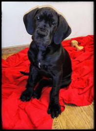 Deutsche Doggen Welpen