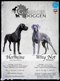 Deutsche Doggen Welpen