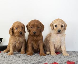 Goldendoodle Welpen zu verkaufen