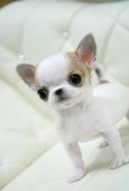 Chihuahua-Welpen in sch�nen Farben !