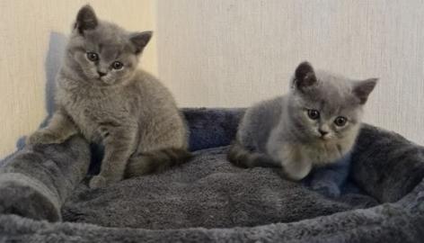 Wundersch?ne Reinrassige BKH Katzen:what