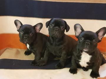 Franz�sische Bull Whatsapp +33758481398