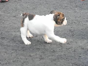 M�nnliche und weibliche Englisch Bulldog
