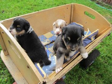 Australian Shepherd Welpen mit ASCA-Papi