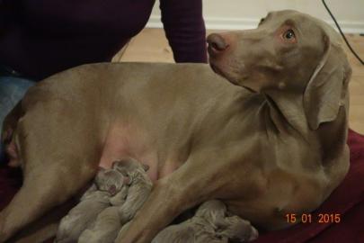 Welpen mit Papiere - Weimaraner (Kurzhaa