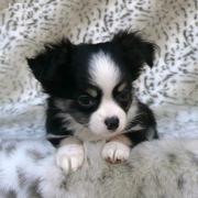 Mini Chihuahua Welpen