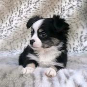 Mini Chihuahua Welpen