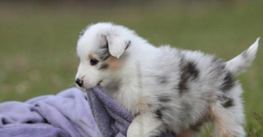 S��e  Australian Schepherd Welpen ASCA